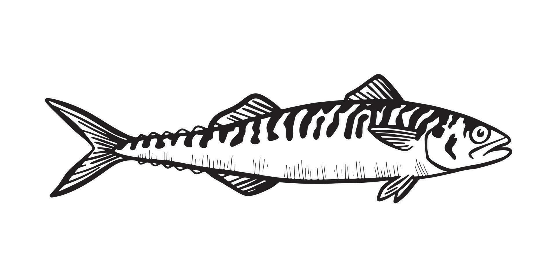 hand dragen illustration en makrill, scamber, svart på vit vektor