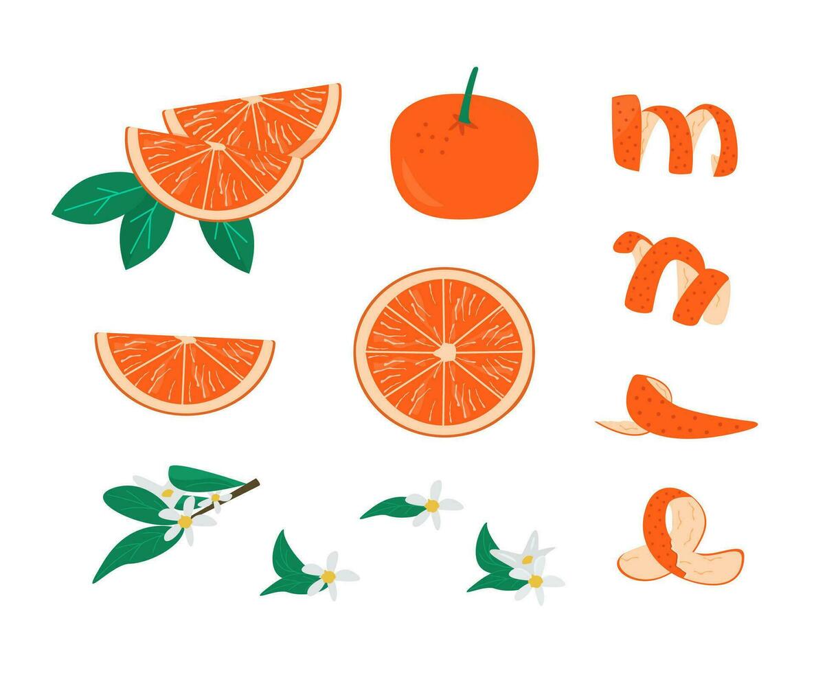 krydda, löv och brunch med blomma av orange frukt uppsättning vektor illustration. samling av mandarin hela, skiva och halvor isolerat. citrus- frukt skivor. utsökt skala för cocktails. saftig citron.