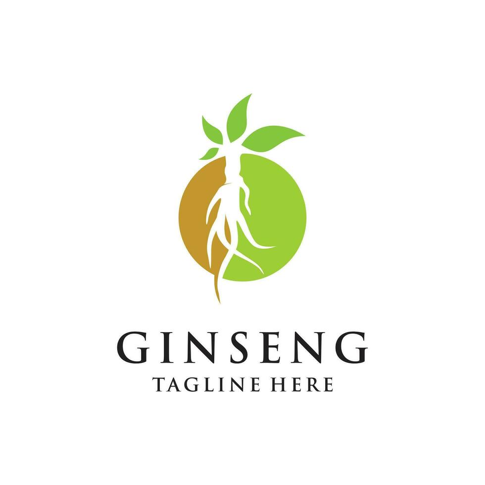 Vektor Ginseng Logo Kräuter- Pflanze Vektor natürlich Kräuter- Medizin Ginseng Kräuter- trinken Symbol