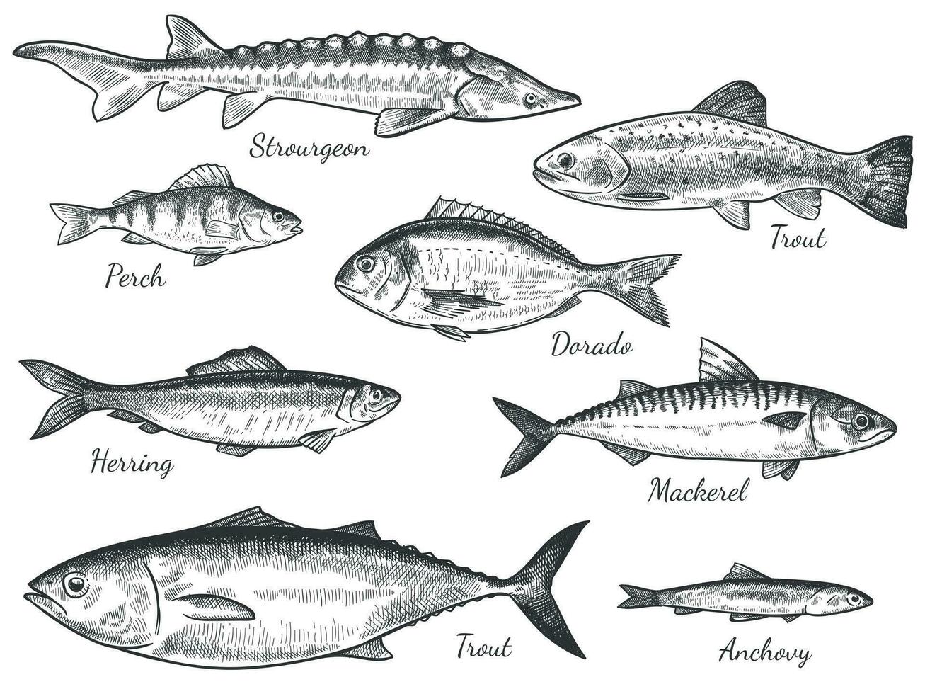 skizzieren Fisch. Hand gezeichnet anders Fische Forelle, Karpfen, Thunfisch, Hering und Flunder, Anschovis, Dorado, frisch Meer Delikatessen Vektor einstellen