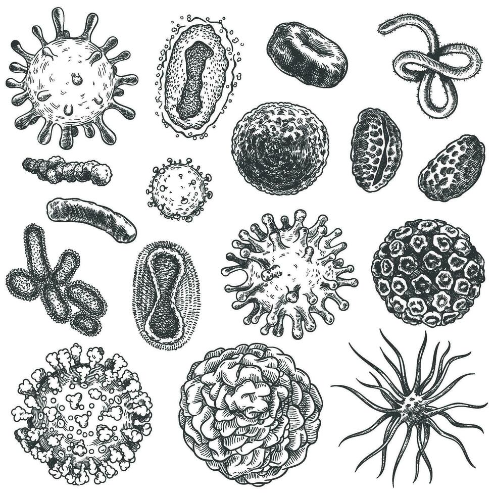 skiss virus. bakterie, coronavirus bakterie biologi mikro organisk element. covid-19 virus, cancer celler hand dragen gravyr vektor uppsättning