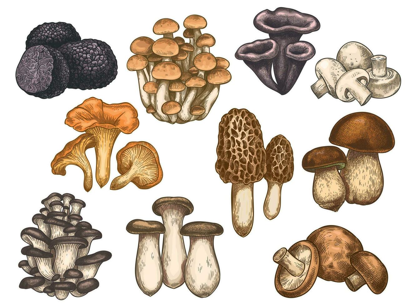 Hand gezeichnet Pilze. bunt skizzieren verschiedene essbar Pilz Trüffel, champignon, schwarz und König Trompete, Bolete vegan Produkt Vektor einstellen