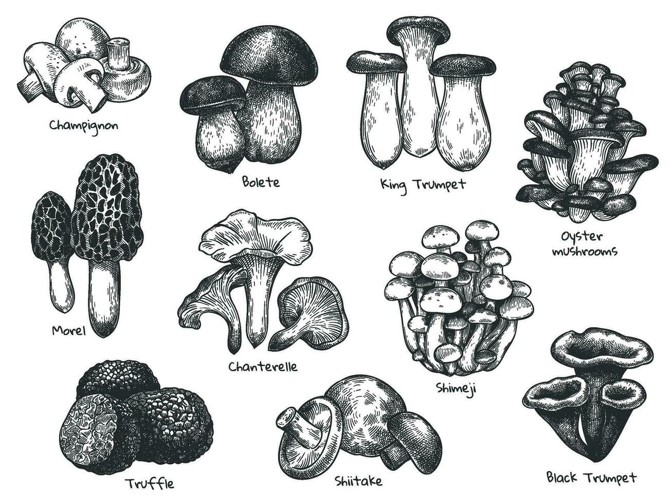 skizzieren Pilze. Hand gezeichnet verschiedene essbar Pilz Morchel, Trüffel, champignon, schwarz und König Trompete, Bolete Pilz Jahrgang Vektor Satz.