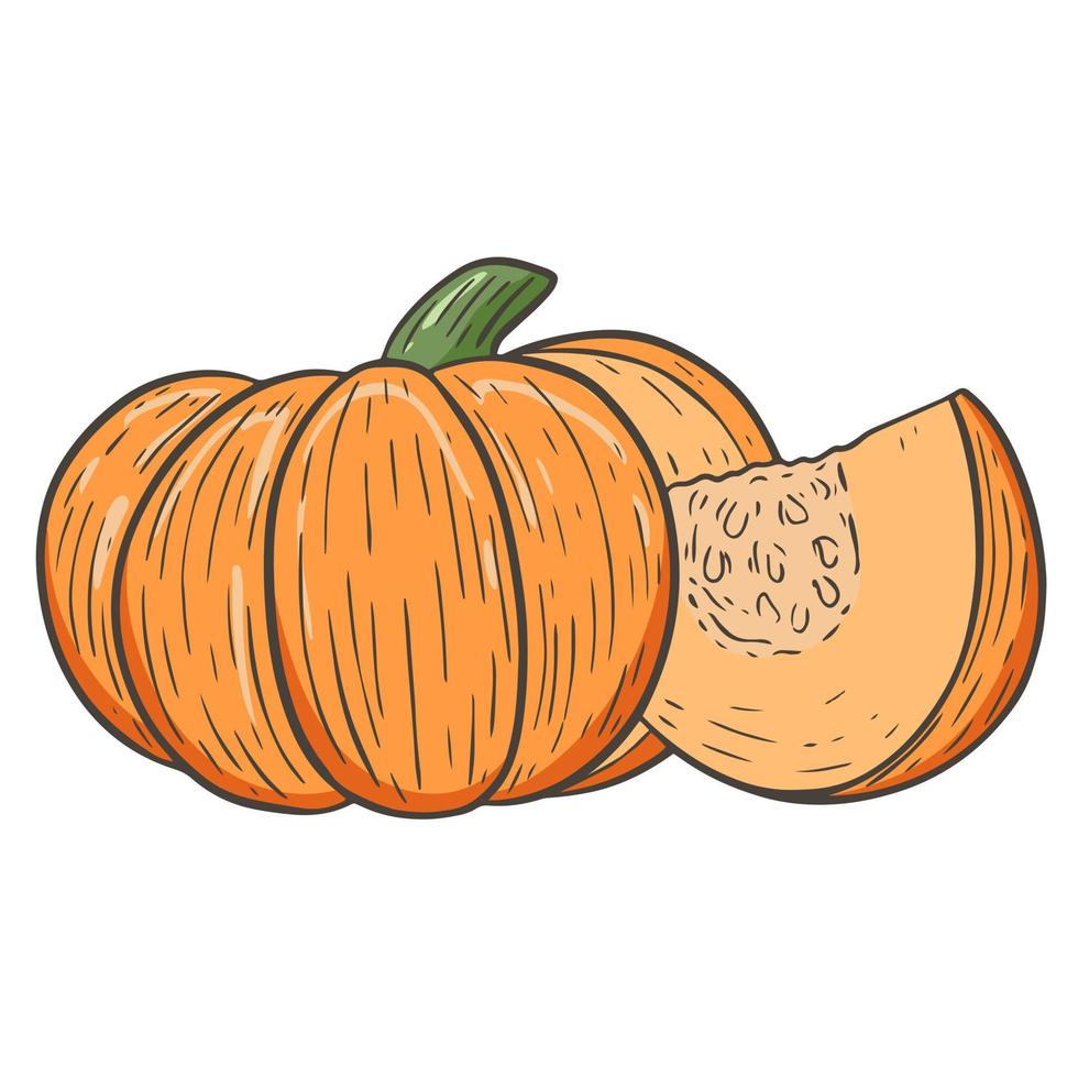 skizzieren Sie frische orange Kürbis Herbsternte von Gemüse vektor