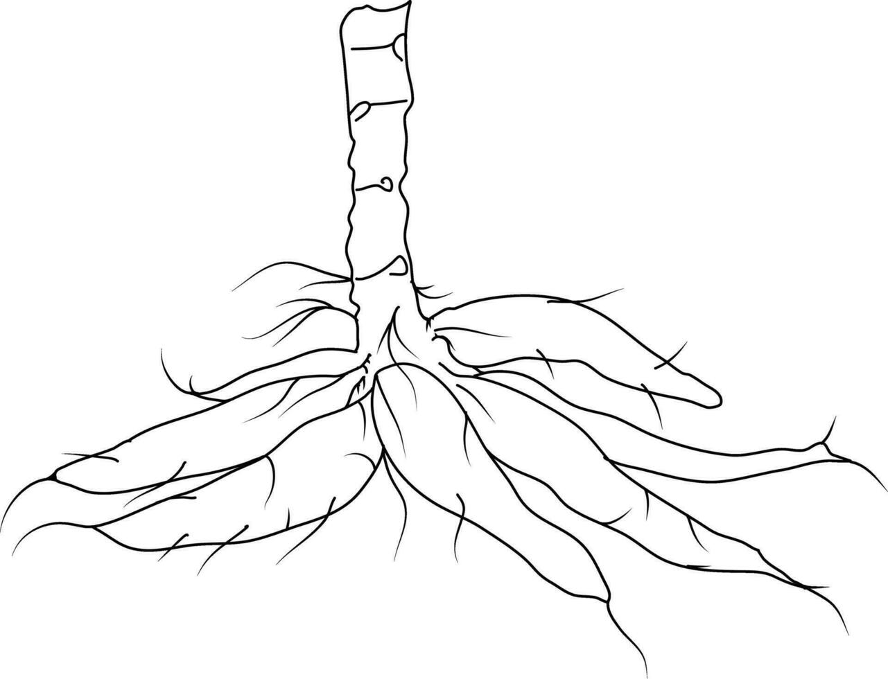 maniok knöl vektor skiss. botanisk design av maniok