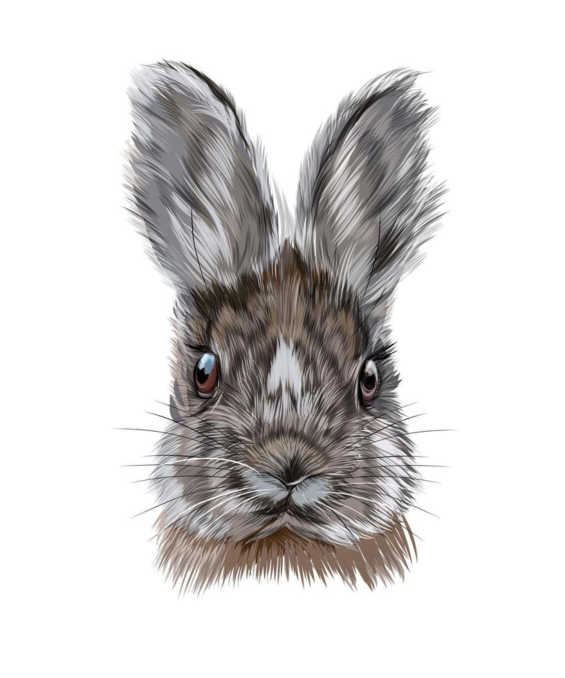 Kaninchenkopfporträt, Hase aus bunten Farben. Spritzer Aquarell, farbige Zeichnung, realistisch. Vektor-Illustration von Farben vektor