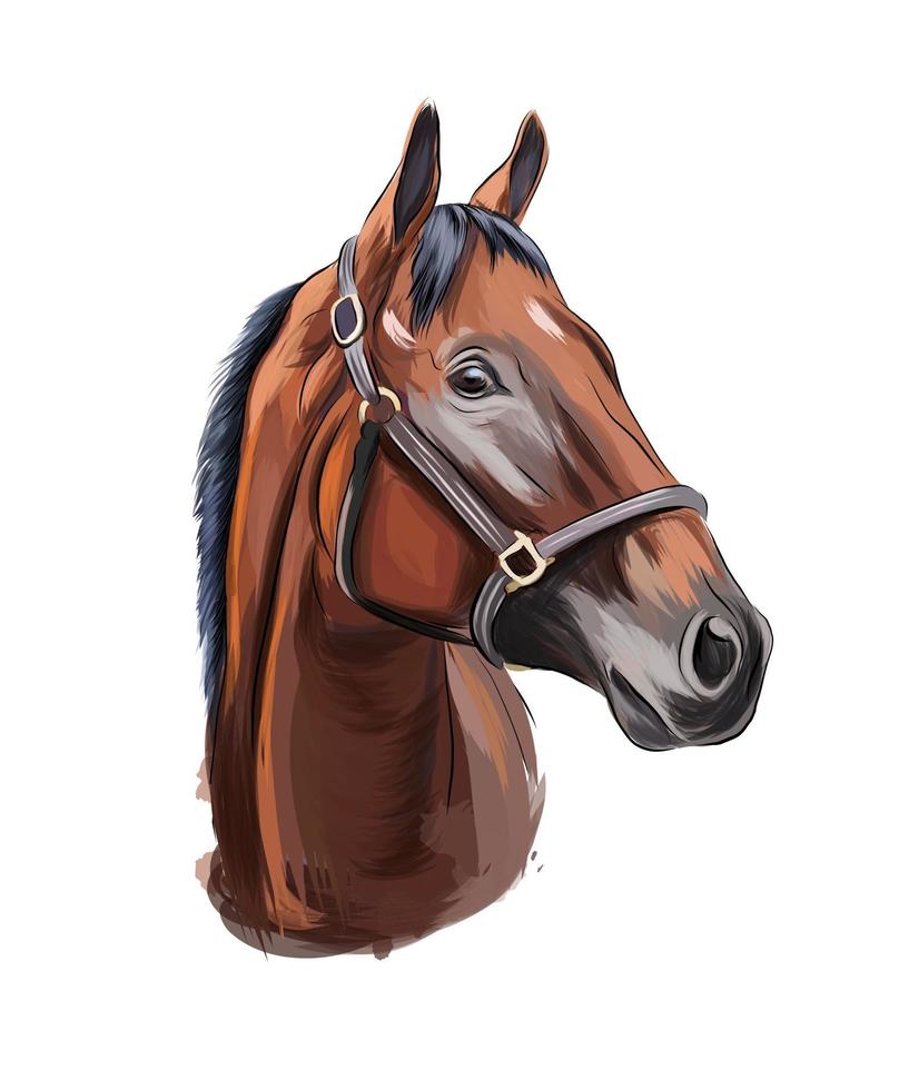 hästhuvudporträtt från mångfärgade färger. stänk av akvarell, färgad ritning, realistisk. vektor illustration av färger