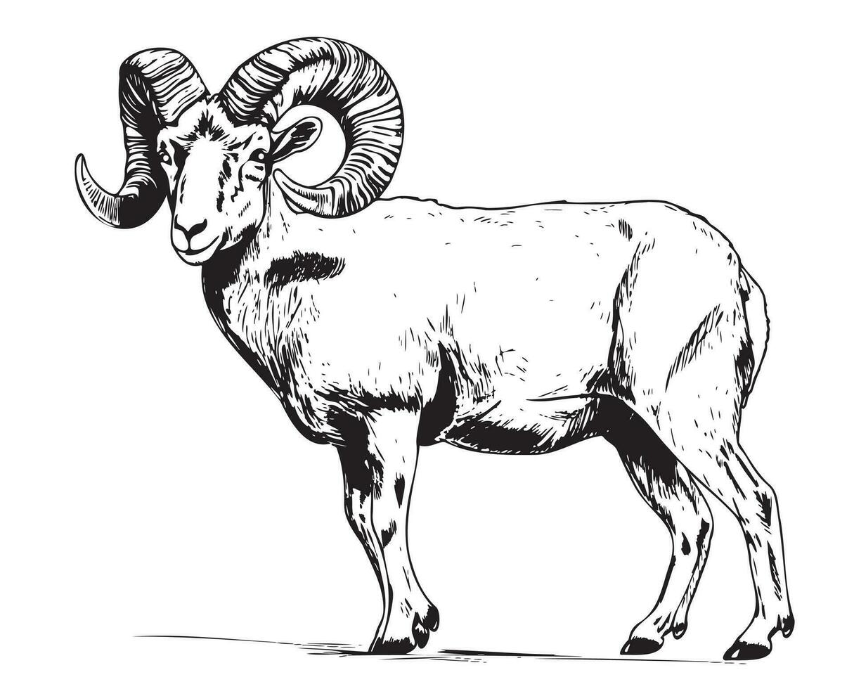 RAM Schaf Bauernhof Hand gezeichnet skizzieren Vektor Illustration das Vieh