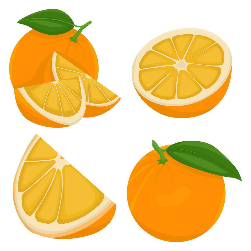 orange frukt samling i annorlunda variationer. vektor illustration