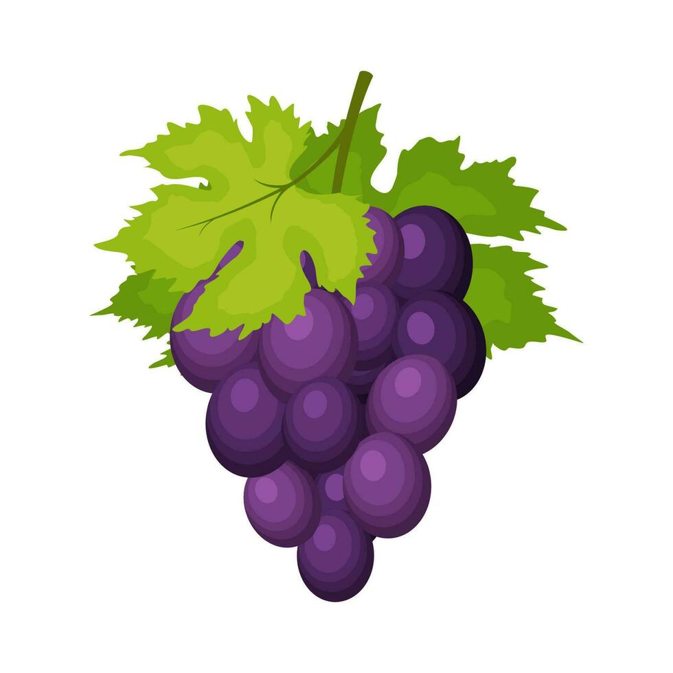Bündel von Wein Trauben mit Blätter isoliert auf Weiß Hintergrund. Traube Symbol im eben Karikatur Stil. frisch Beere, roh Materialien Frucht. Vektor