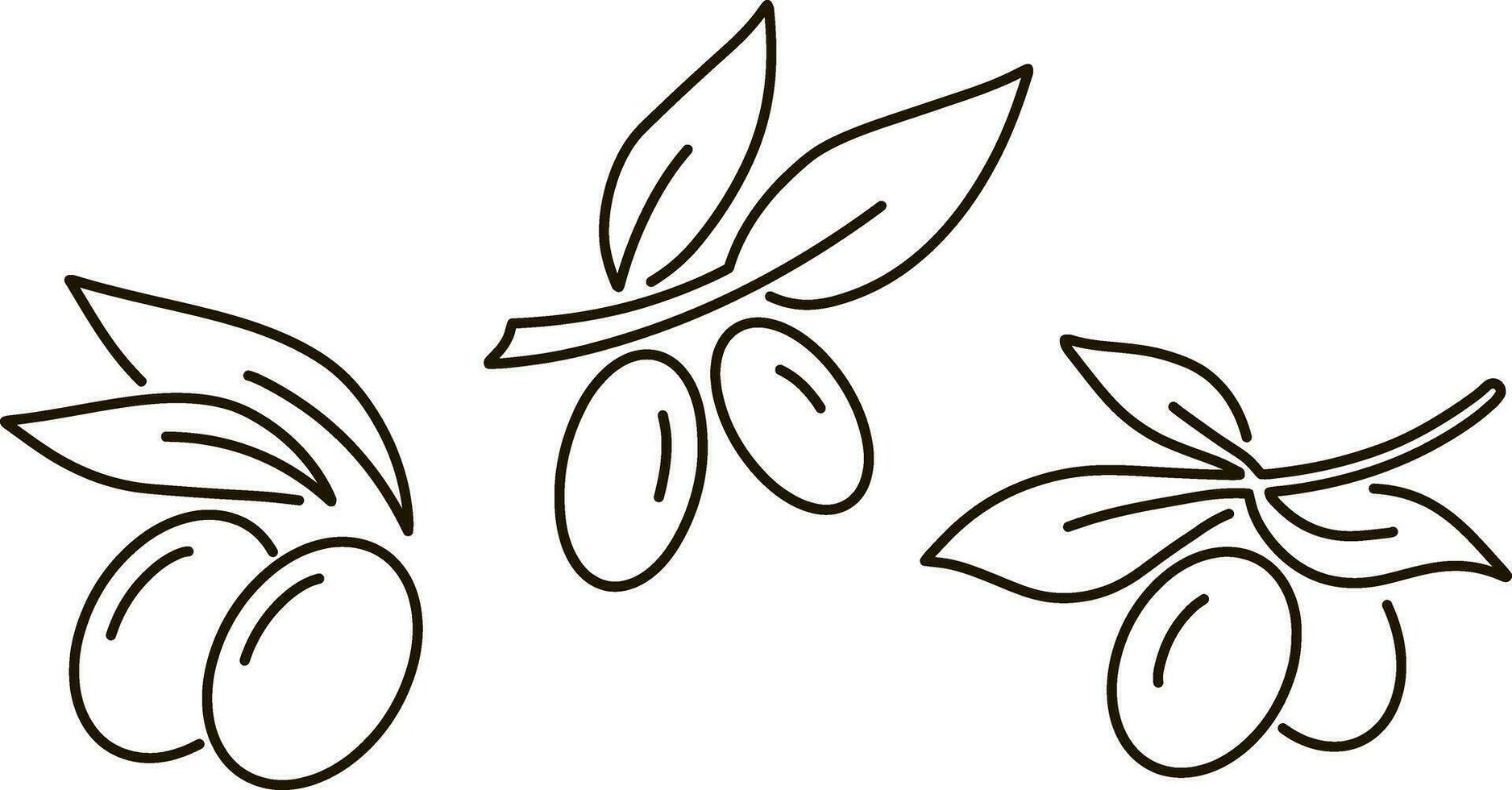 Olive Clip Art Ast Blatt Obst Beere skizzieren vektor