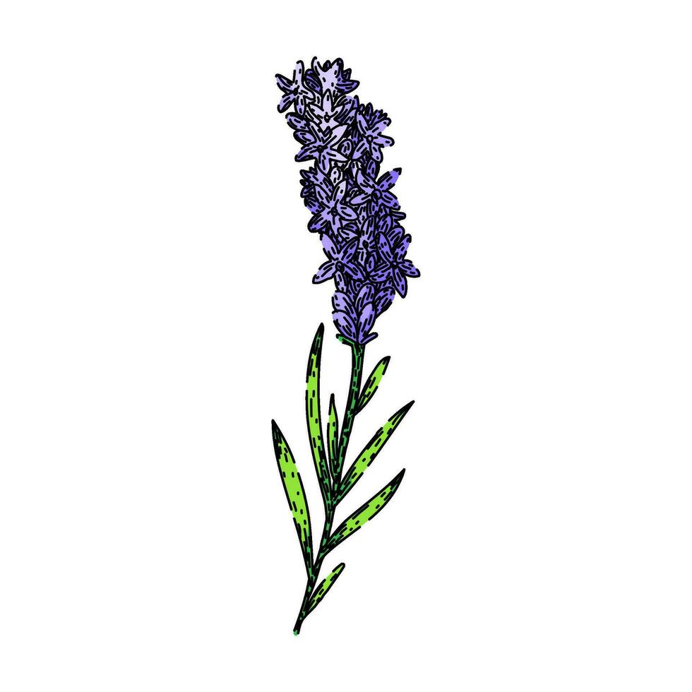 Lavendel Lavendel skizzieren Hand gezeichnet Vektor