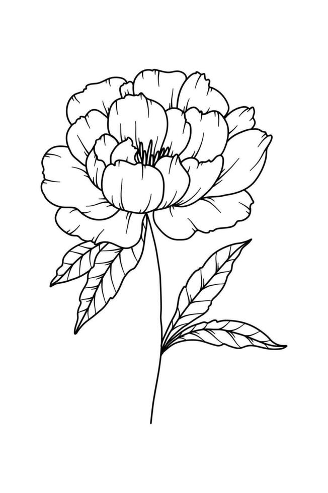 Pfingstrose Linie Zeichnung. schwarz und Weiß Blumen- Blumensträuße. Blume Färbung Buchseite. Blumen- Linie Kunst. fein Linie Pfingstrose Illustration. Hand gezeichnet Blumen. botanisch Färbung. Hochzeit Einladung Blumen vektor