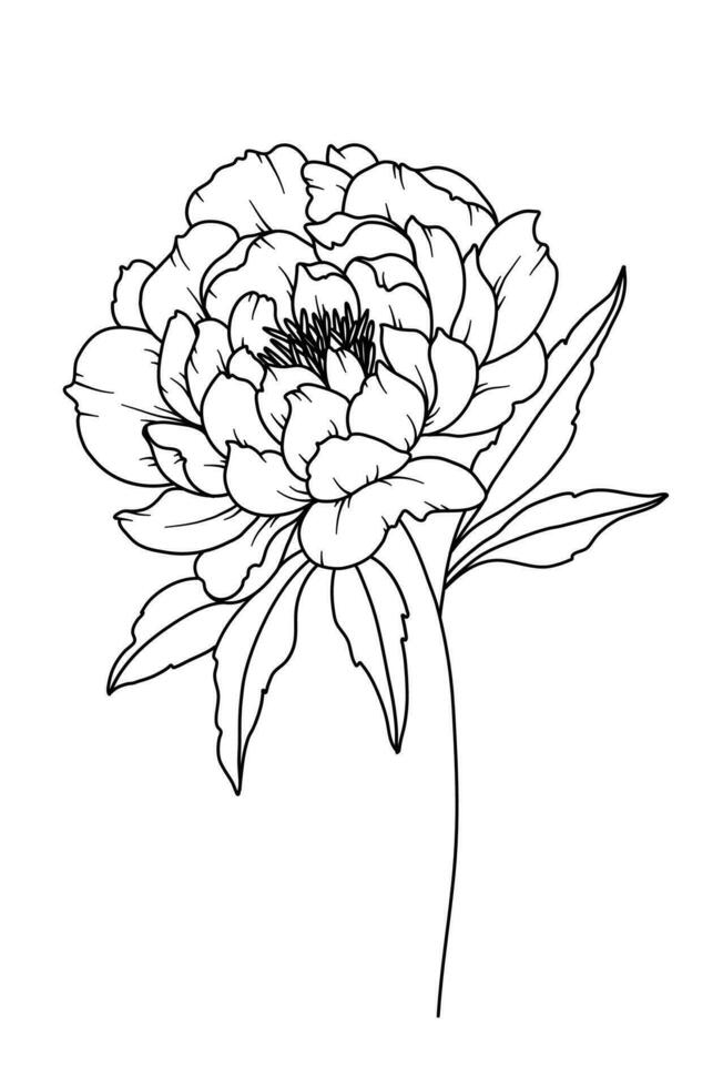 Pfingstrose Linie Zeichnung. schwarz und Weiß Blumen- Blumensträuße. Blume Färbung Buchseite. Blumen- Linie Kunst. fein Linie Pfingstrose Illustration. Hand gezeichnet Blumen. botanisch Färbung. Hochzeit Einladung Blumen vektor