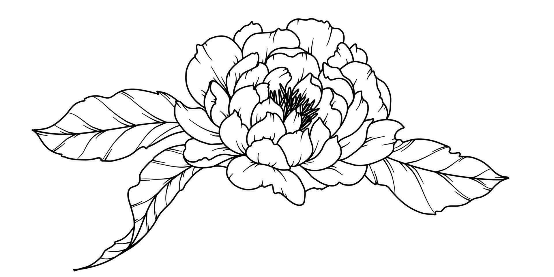 pion linje teckning. svart och vit blommig buketter. blomma färg sida. blommig linje konst. bra linje pion illustration. hand dragen blommor. botanisk färg. bröllop inbjudan blommor vektor