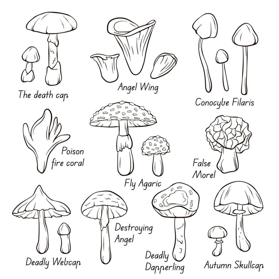 ungenießbar Pilz Sammlung Symbole im Linie Kunst, Gliederung Stil. fliegen Pilz, Herbst Schädeldecke, tötlich Webcap, falsch Morchel, vergiften Feuer Koralle. Vektor Illustration isoliert auf ein Weiß Hintergrund.