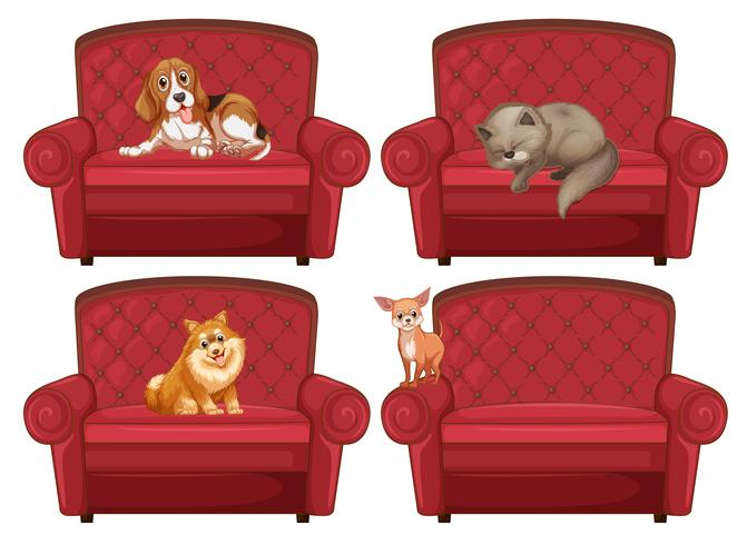 Husdjur vid soffan vektor