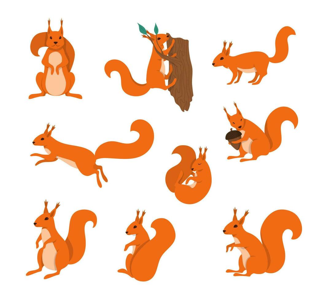Karikatur Farbe Zeichen Eichhörnchen Symbole Satz. Vektor