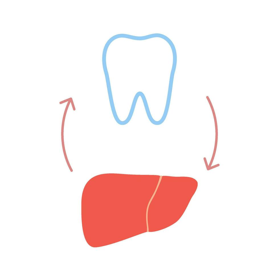 Verbindung von gesund Zähne und Leber. Beziehung Gesundheit von Mensch Leber und Zahn. hepatisch und Kauen Einheit. Vektor Illustration