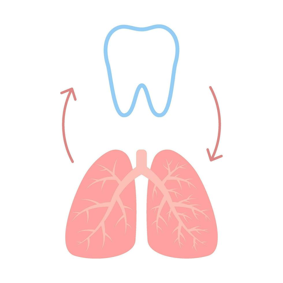 Verbindung von gesund Zähne und Lunge. Beziehung Gesundheit von Mensch Atmung und Zahn. Atemwege und Kauen Einheit. Vektor Illustration