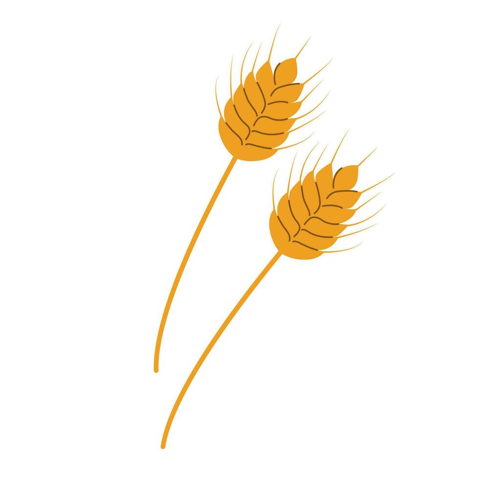 Bündel von Weizen Ohren, getrocknet Landwirtschaft Weizen. Getreide Ernte, Landwirtschaft, organisch Landwirtschaft, gesund Essen Symbol. Bäckerei Design Element Vektor Illustration Symbol.