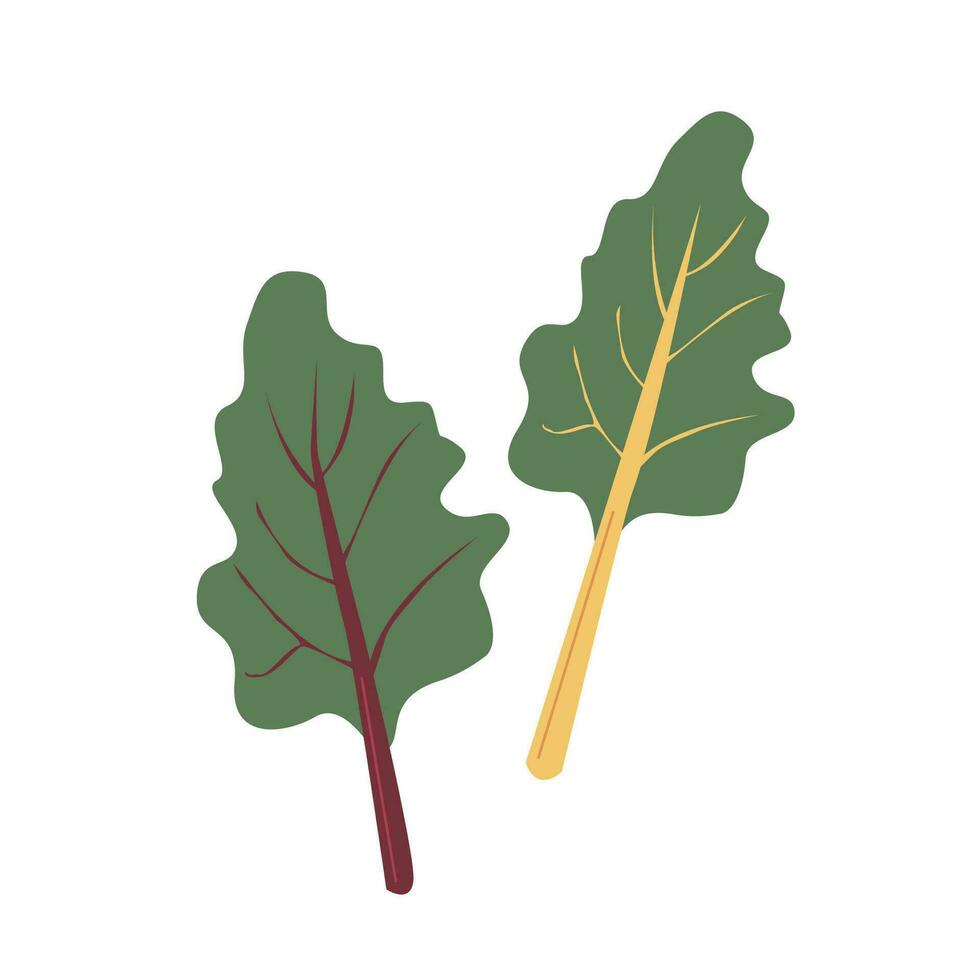 naturlig organisk swiss mangold växt löv vektor illustration. enkel platt färgad grönt vegetabiliska ingrediens. friska vitamin mat med blad och stam isolerat på vit. järn källa livsmedel.
