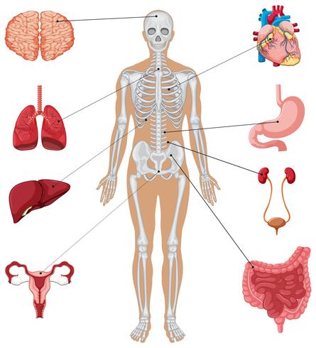 Anatomie des Menschen mit verschiedenen inneren Organen vektor