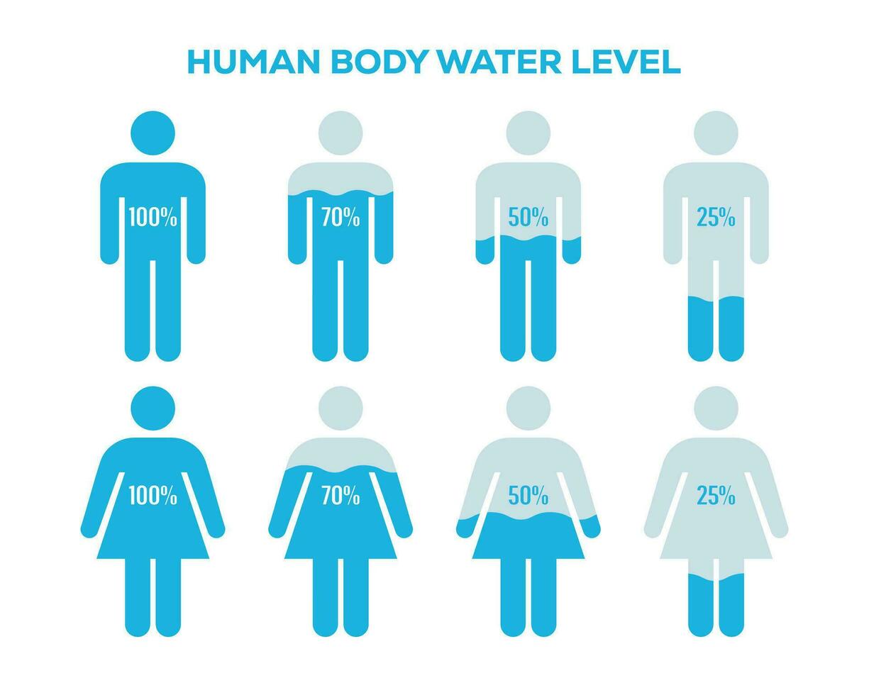 männlich und weiblich Körper mit Wasser Prozentsatz Illustration. Mensch Körper Wasser Niveau Diagramm vektor