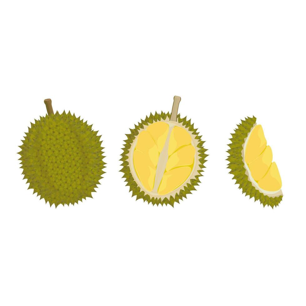 Logo Vektor Illustration von frisch geschält Durian Obst