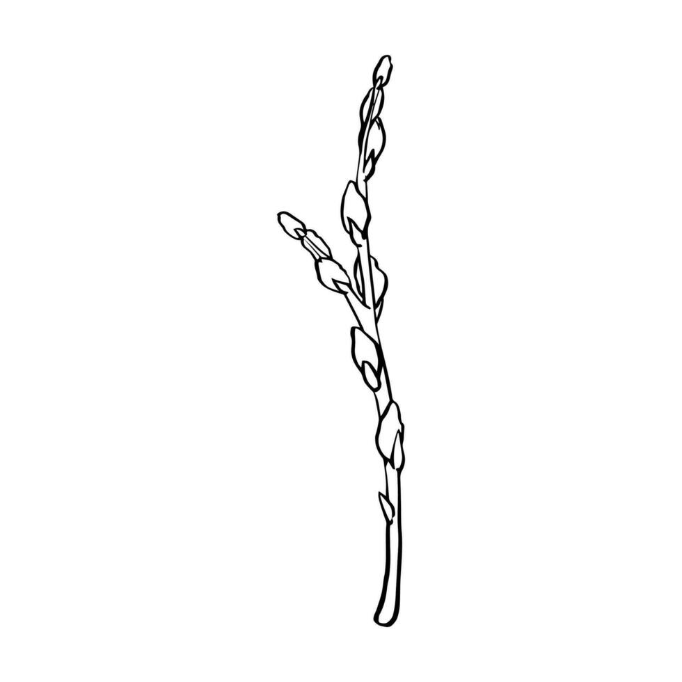 svart kontur linjär silhuett vide grenar isolerat på vit bakgrund. vektor enkel linje grafisk illustration vår växter. enkel teckning växt element för de design