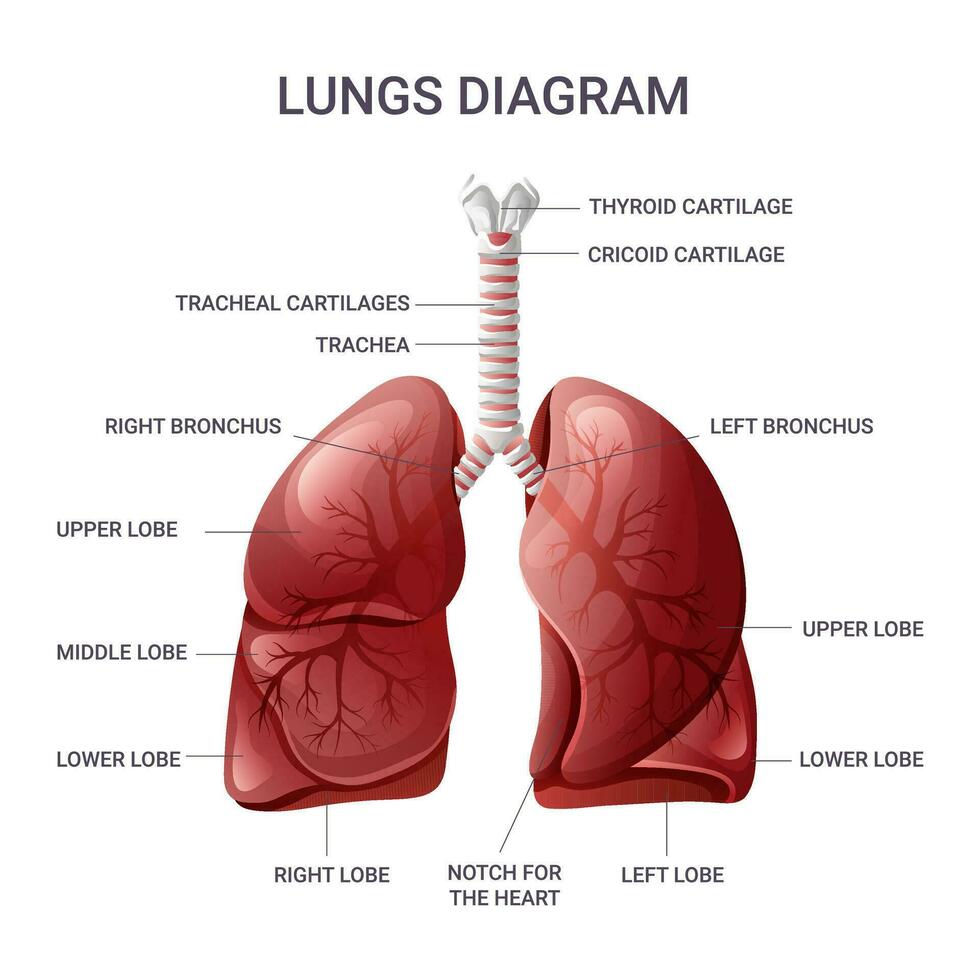 Mensch Lunge Anatomie Diagramm. Vektor Illustration isoliert