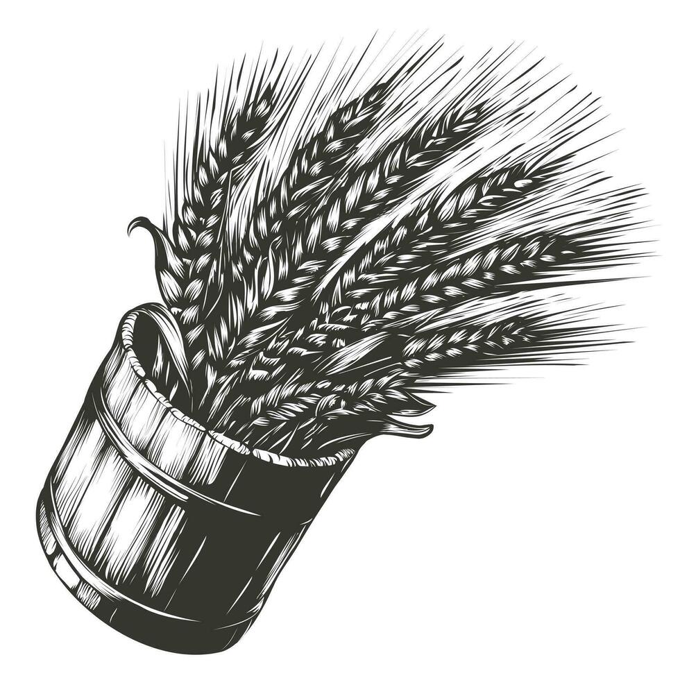 Garbe von Weizen im Gravur Stil. Design Element zum Emblem, Zeichen, Poster, Paket Design. Hand gezeichnet Roggen, Gerste, Müsli Ast im hölzern Eimer. Vektor Illustration isoliert auf Weiß Hintergrund