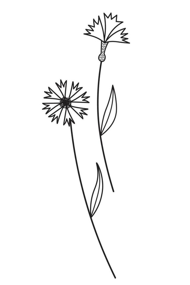 blåklint vild blomma skiss hand dragen vektor illustration isolerat bakgrund. vild blå blomma design element för skriva ut, kort, vykort, logo.botanical växter och natur, knapweed dag, medicinsk ört