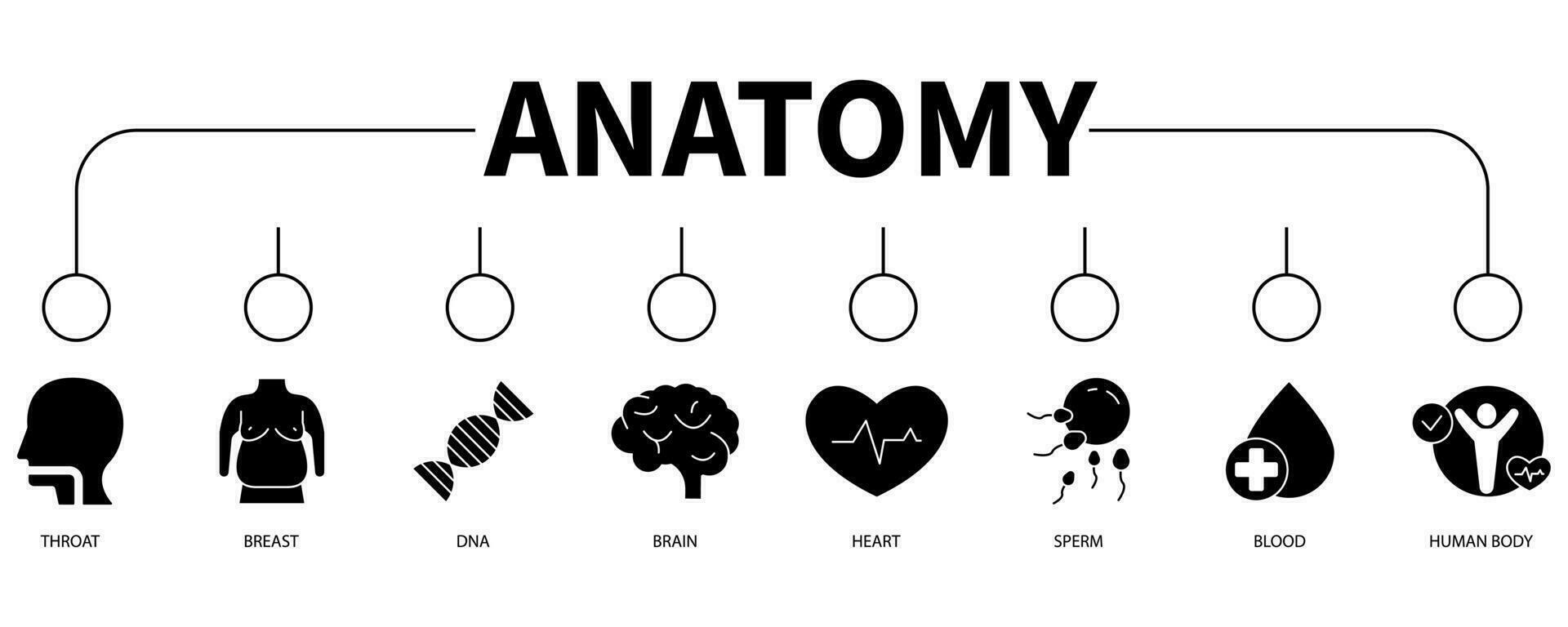 Anatomie Banner Netz Symbol Vektor Illustration Konzept