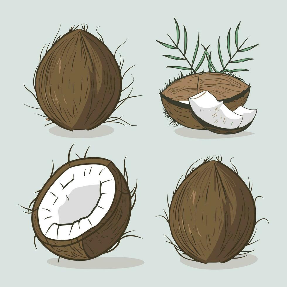 uppsättning av kokos vektor