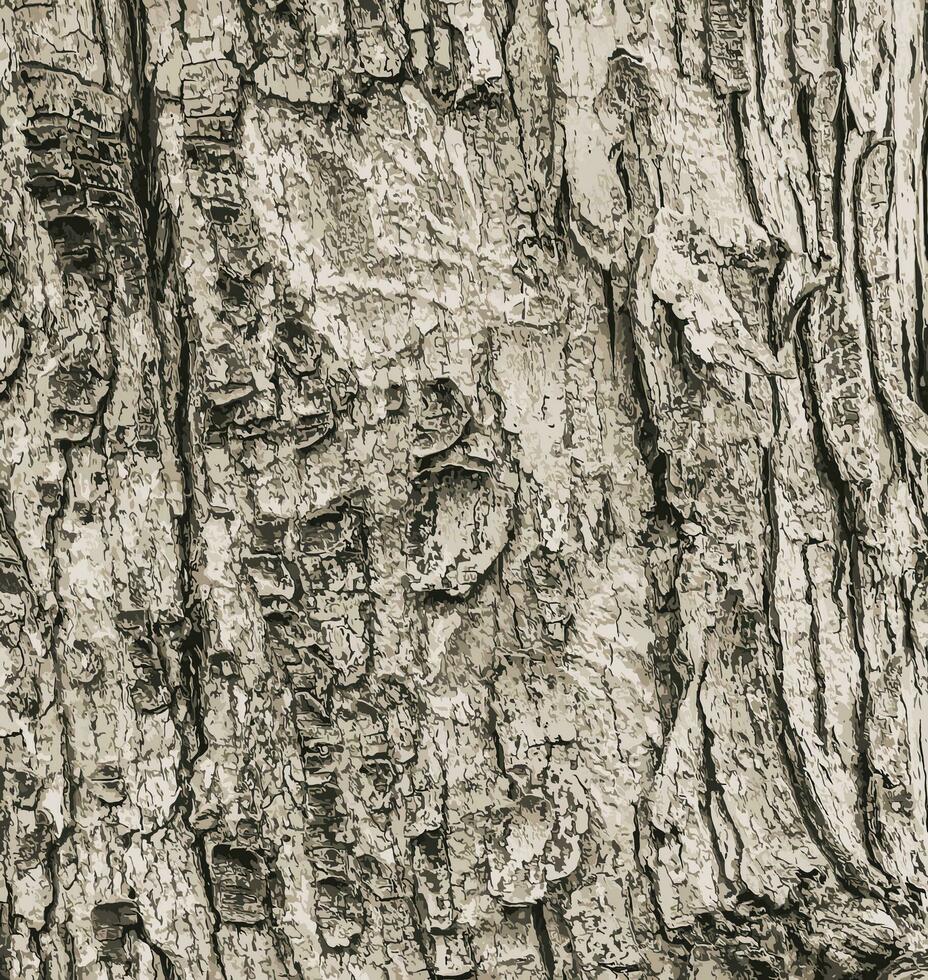 vektor illustration av de bark textur av fält lönn eller acer campestre. naturlig läder natur bakgrund.