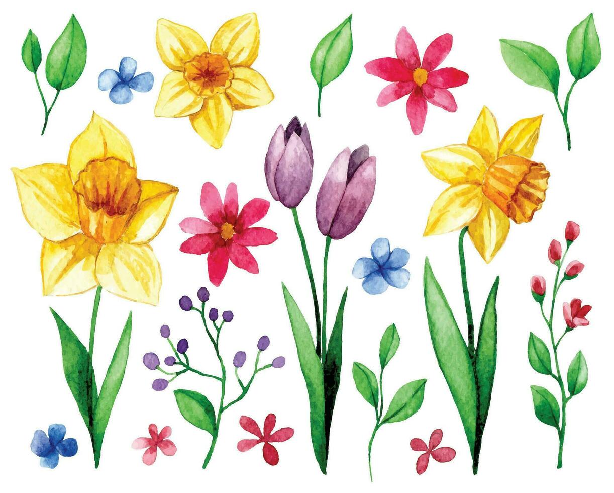 einstellen mit Frühling Blumen. Aquarell Zeichnung von Narzissen, Tulpen, Kosmos, Blätter und Geäst vektor