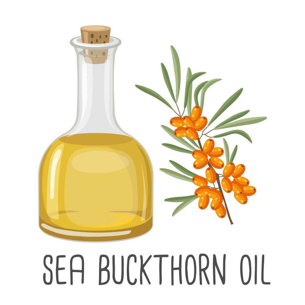 Meer Sanddorn Öl, Samen, Blumen und Meer Sanddorn Pflanze. Meer Sanddorn Samen Öl im ein Flasche. Lebensmittel. Illustration, Vektor