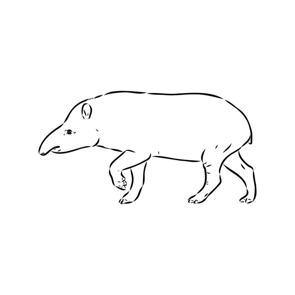 Tapir Vektor skizzieren