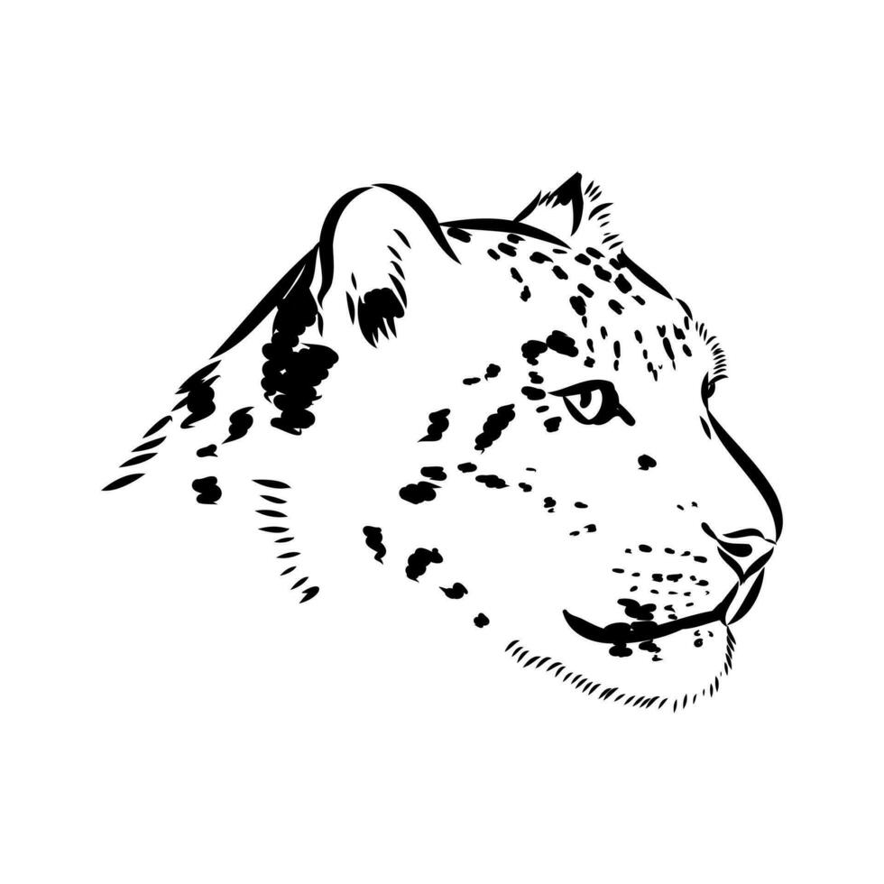 snö leopard vektor skiss