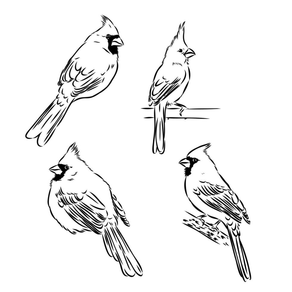 kardinal fågel vektor skiss