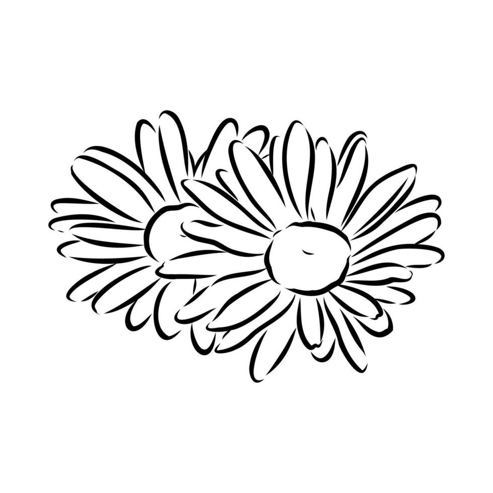 daisy blomma vektor skiss
