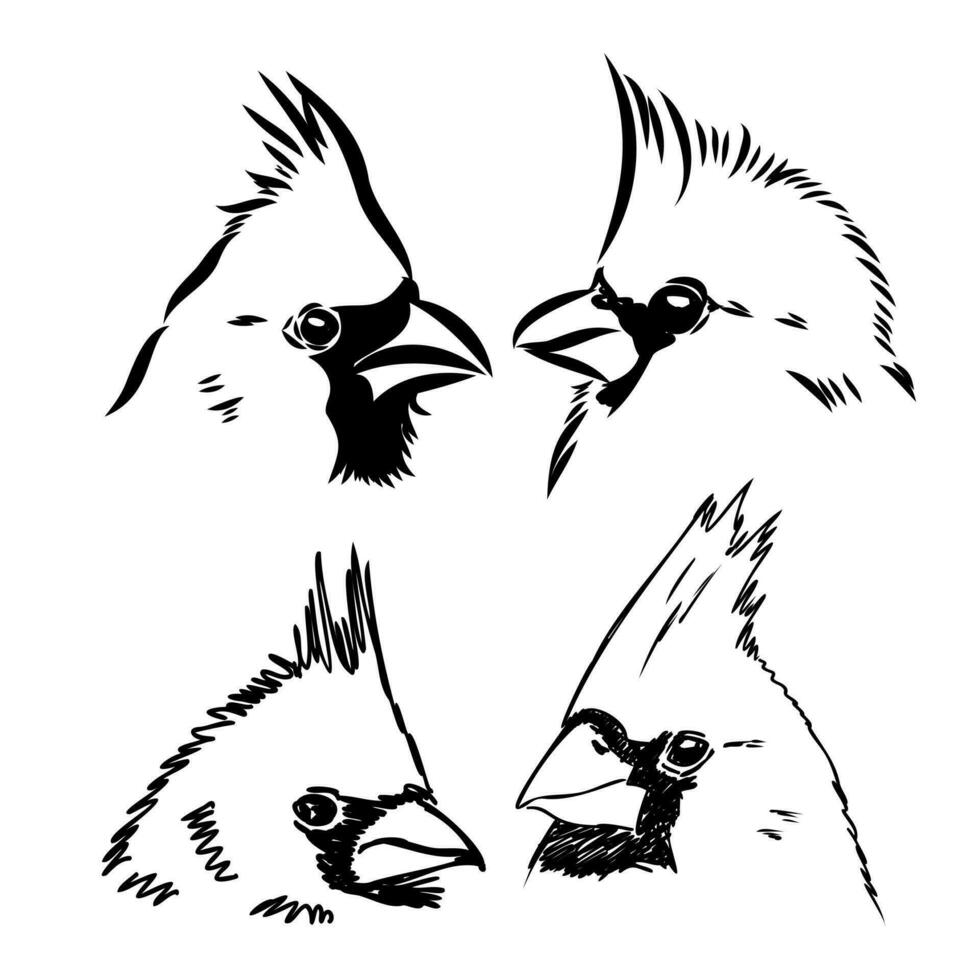 Kardinal Vogel Vektor skizzieren