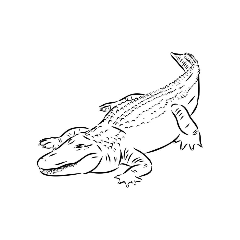 Krokodilvektorskizze vektor