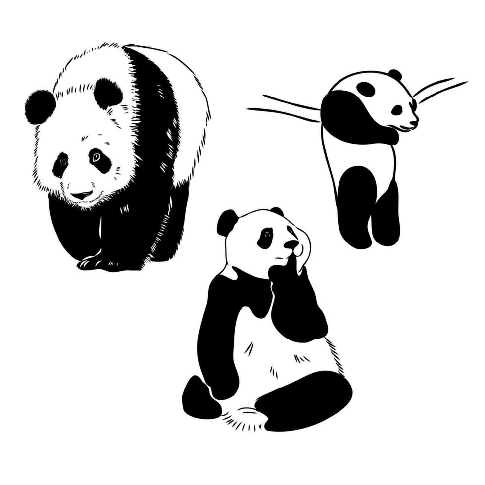Panda Bär Vektor skizzieren