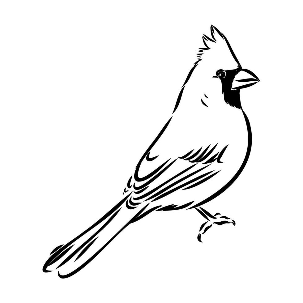 kardinal fågel vektor skiss