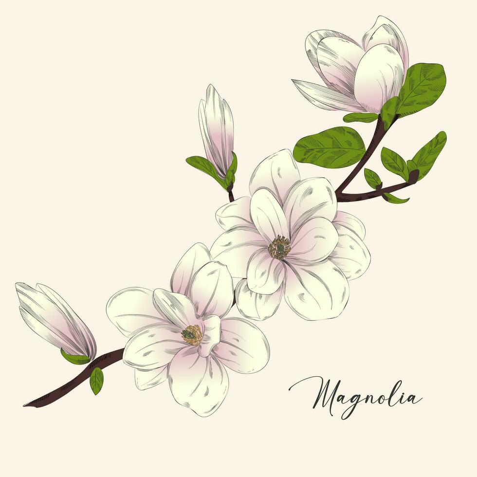 Magnolie Ast. schöne. sanft. Frühling Blume. Hochzeit. glücklich Mutter Tag. Gruß Karte. Urlaub Hintergrund. modisch blühen Design Vorlage. Frühling - - Vektor Illustration,