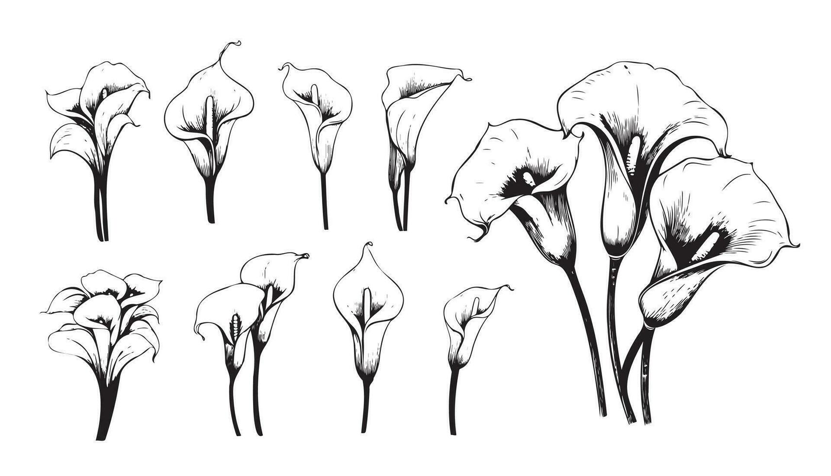 calla lilja uppsättning skiss hand dragen vektor illustration