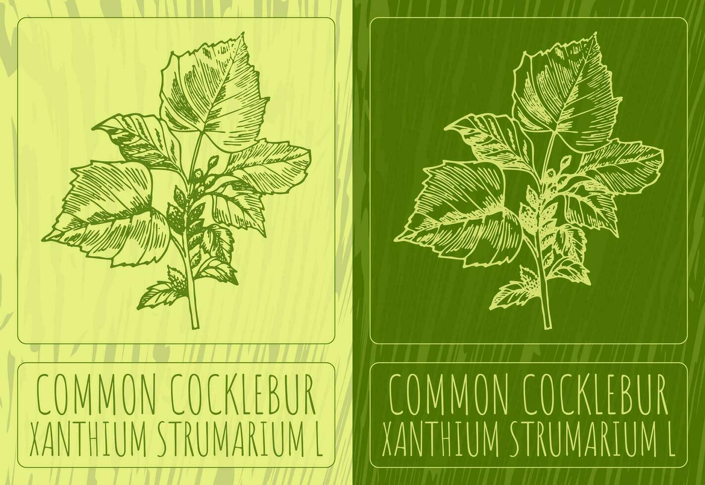 vektor ritningar grov cocklebur. hand dragen illustration. latin namn xantium strumarium l.