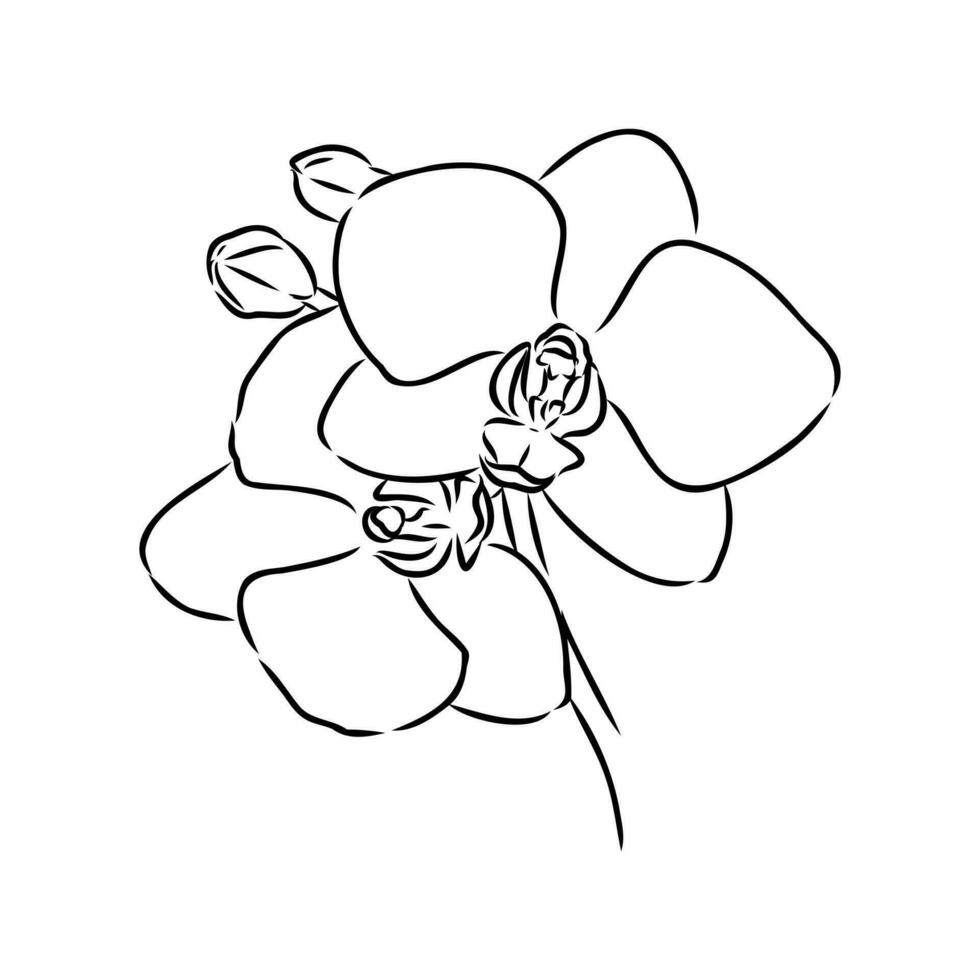 orkide blomma vektor skiss